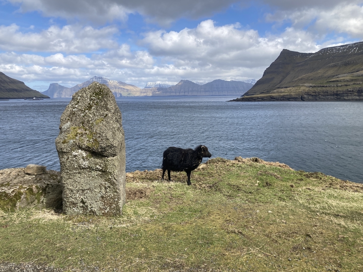 A sheep in Faroe Islands