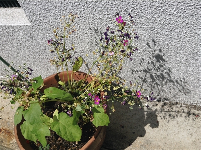 f:id:nukarumix:20180601083247j:plain f:id:nukarumix:20180601083247j:plain