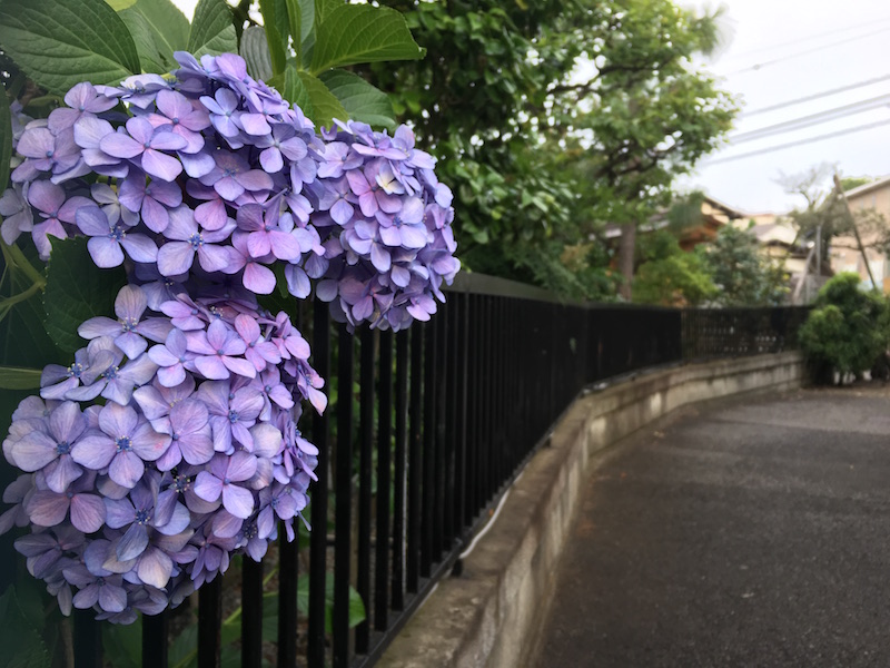 f:id:nukoblog:20170625002726j:plain