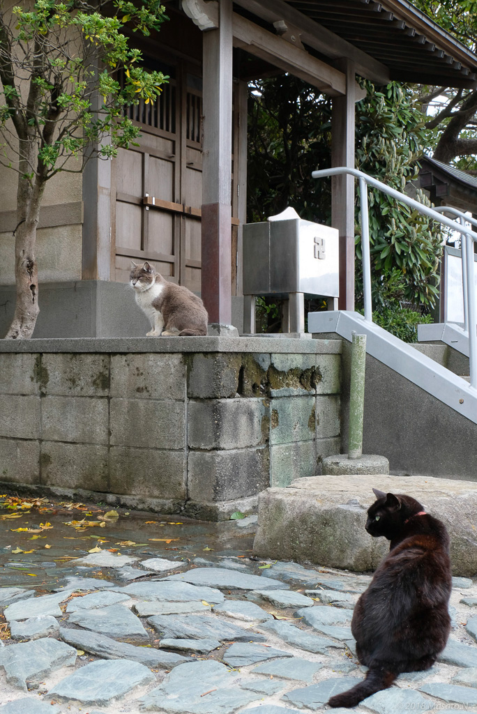 f:id:nukoblog:20180419234433j:plain f:id:nukoblog:20180419234433j:plain