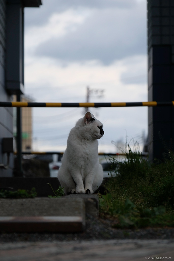 f:id:nukoblog:20180419234437j:plain f:id:nukoblog:20180419234437j:plain