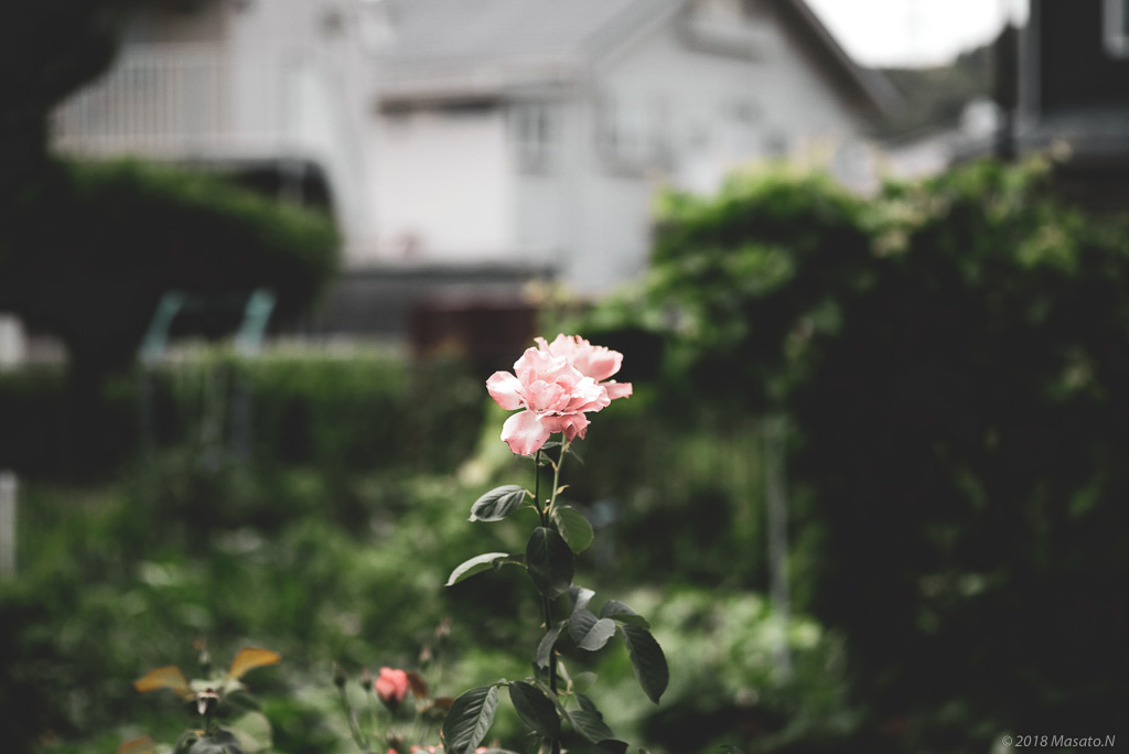f:id:nukoblog:20180812171650j:plain f:id:nukoblog:20180812171650j:plain