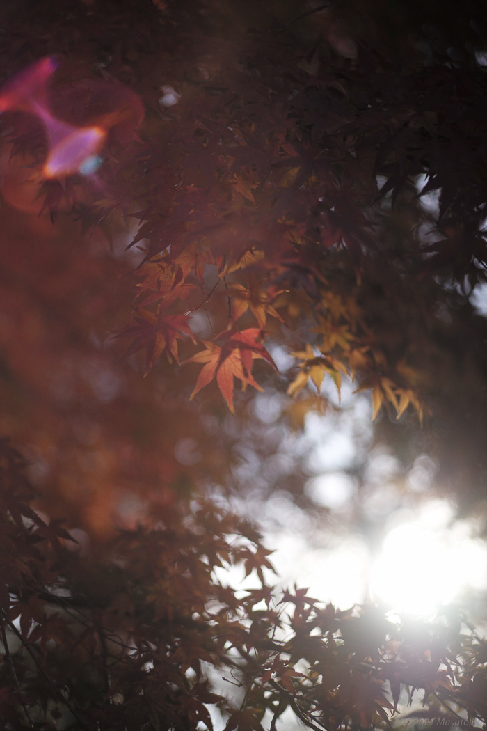 f:id:nukoblog:20211224132514j:plain