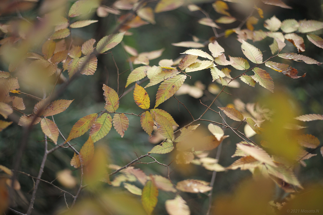 f:id:nukoblog:20211224132517j:plain