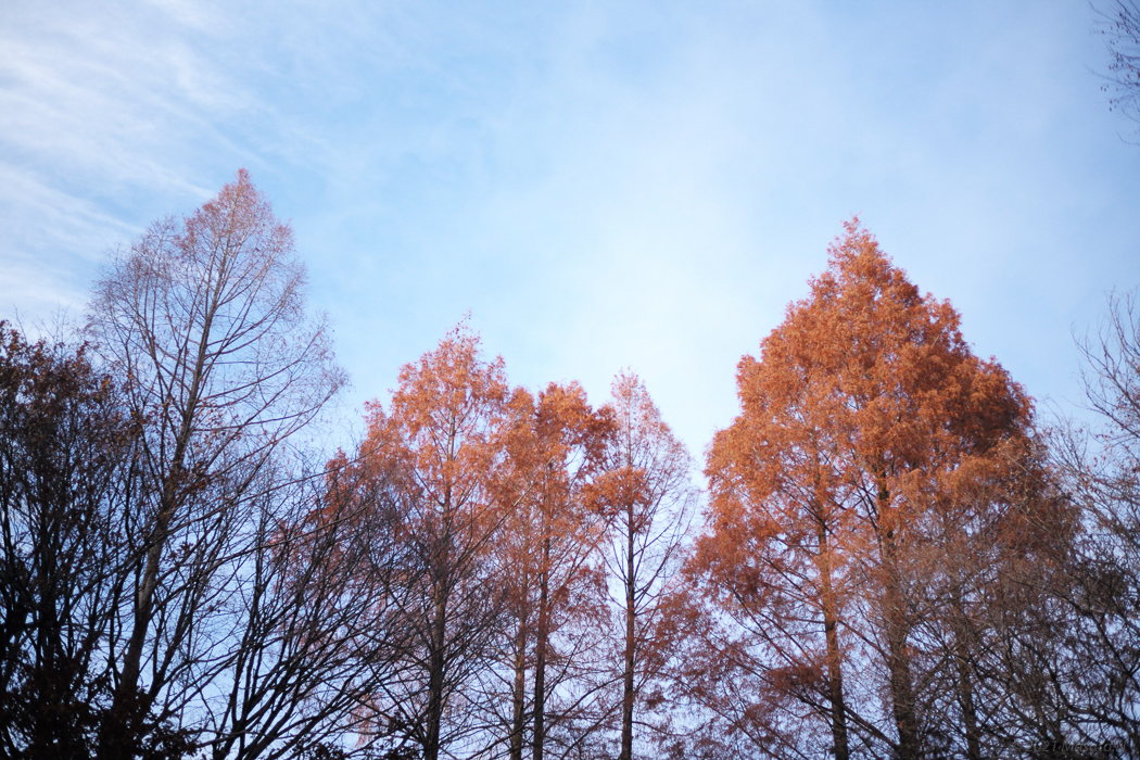 f:id:nukoblog:20211224132532j:plain