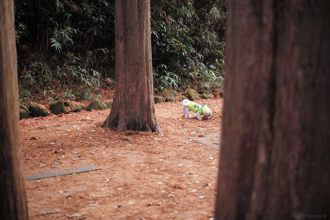 f:id:nukoblog:20211224132543j:plain
