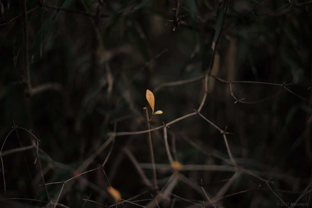 f:id:nukoblog:20211224132612j:plain