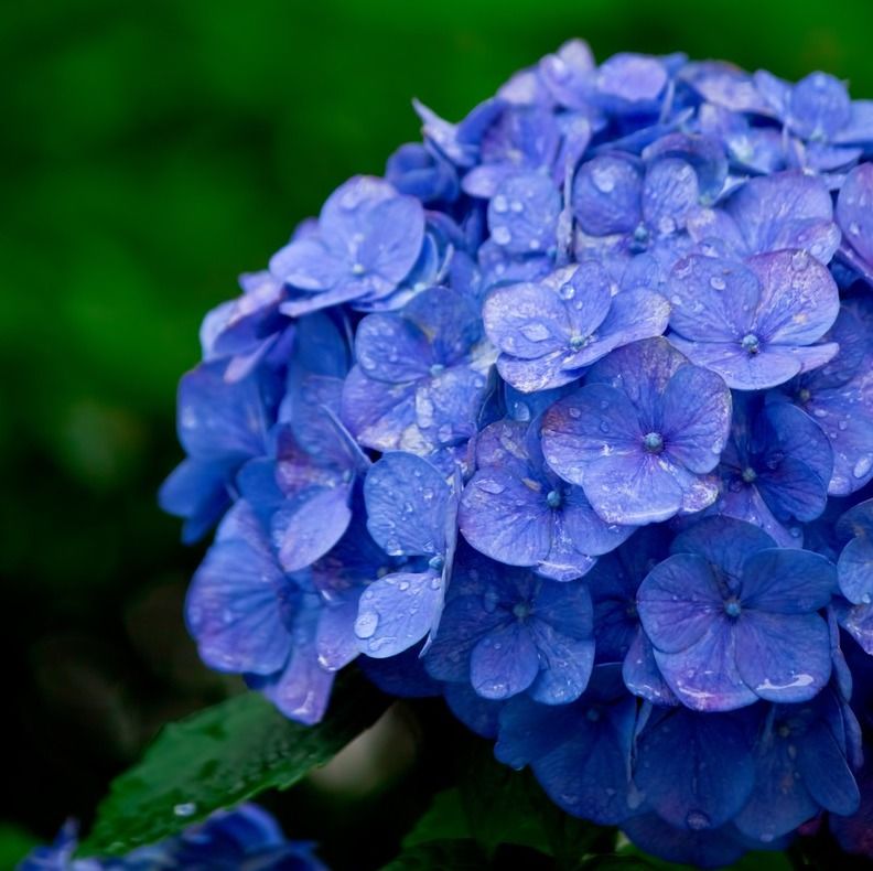 f:id:nukonyan131:20180622014429j:plain