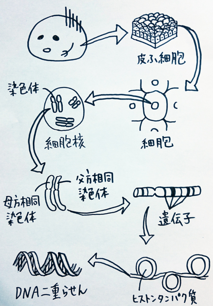 f:id:nukoyamanuko:20161211232253j:plain f:id:nukoyamanuko:20161211232253j:plain