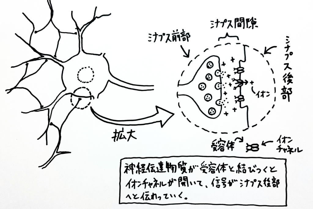 f:id:nukoyamanuko:20170223061230j:plain