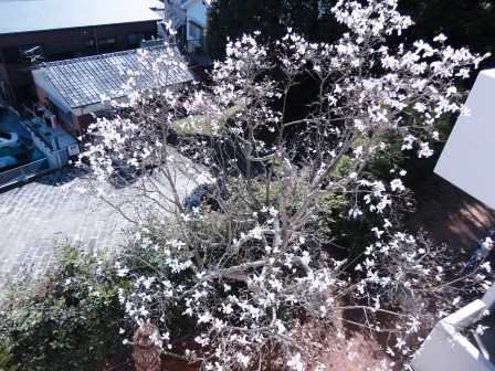 f:id:nulib:20160803101151j:plain