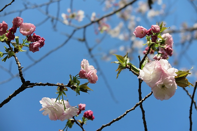 f:id:nulib:20190403145444j:plain