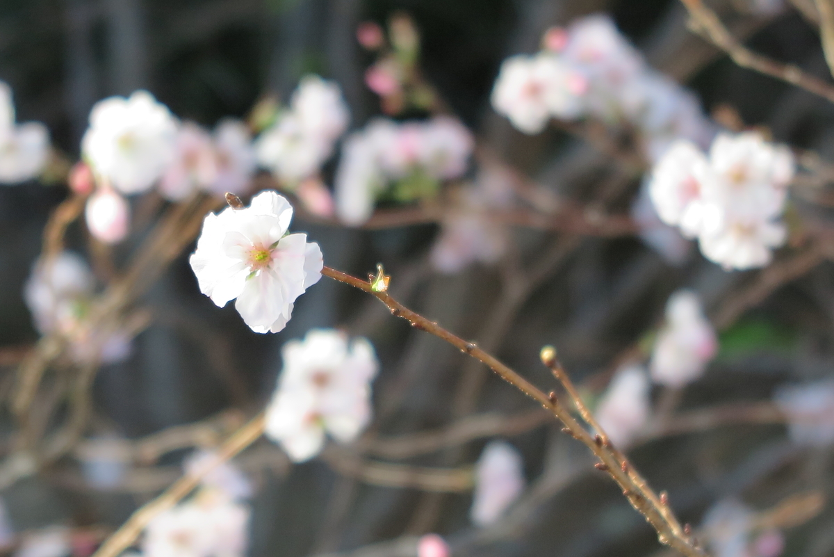 f:id:nulib:20191129144856j:plain f:id:nulib:20191129144856j:plain