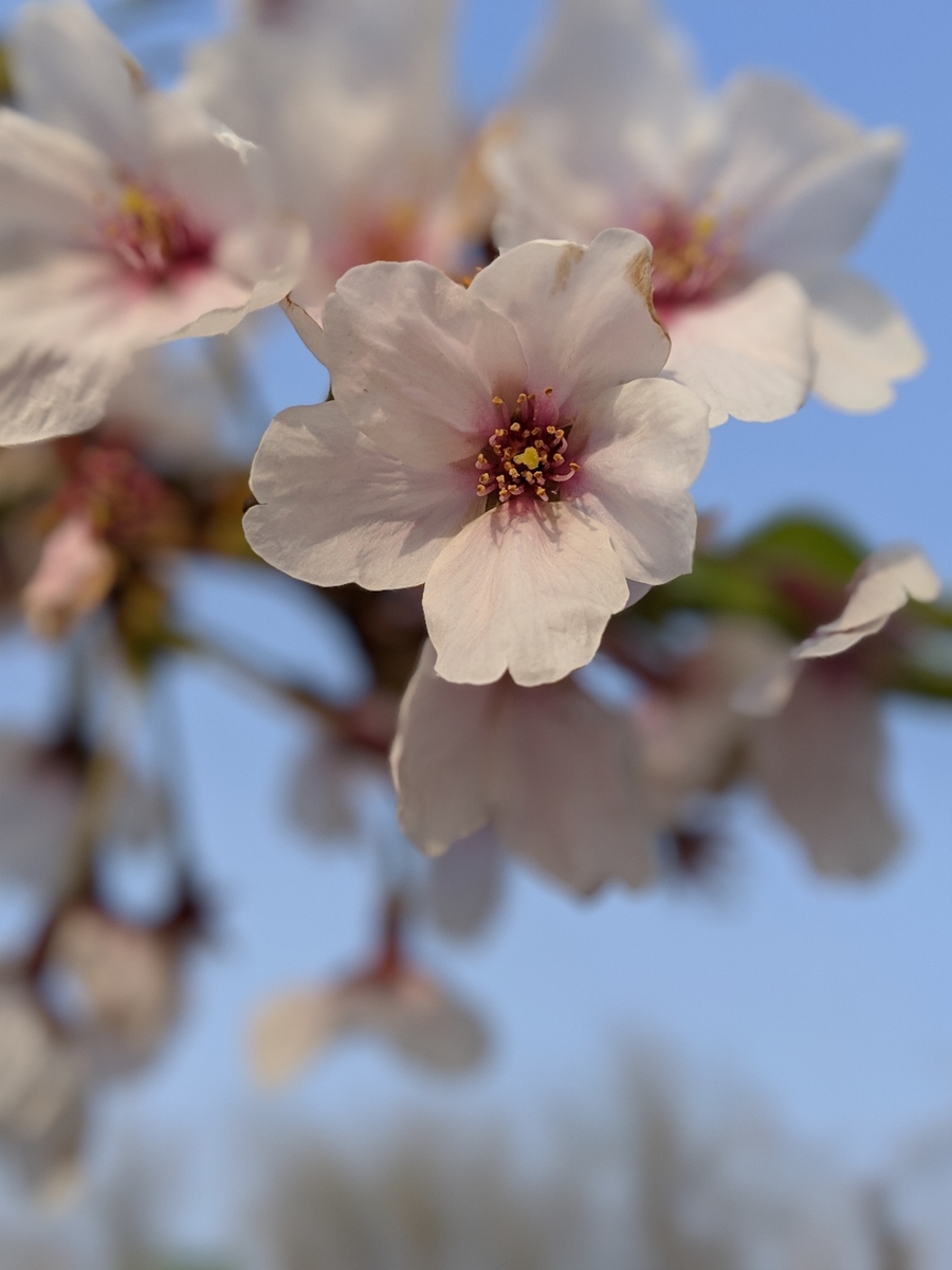 f:id:nullpo99:20190414210559j:plain f:id:nullpo99:20190414210559j:plain
