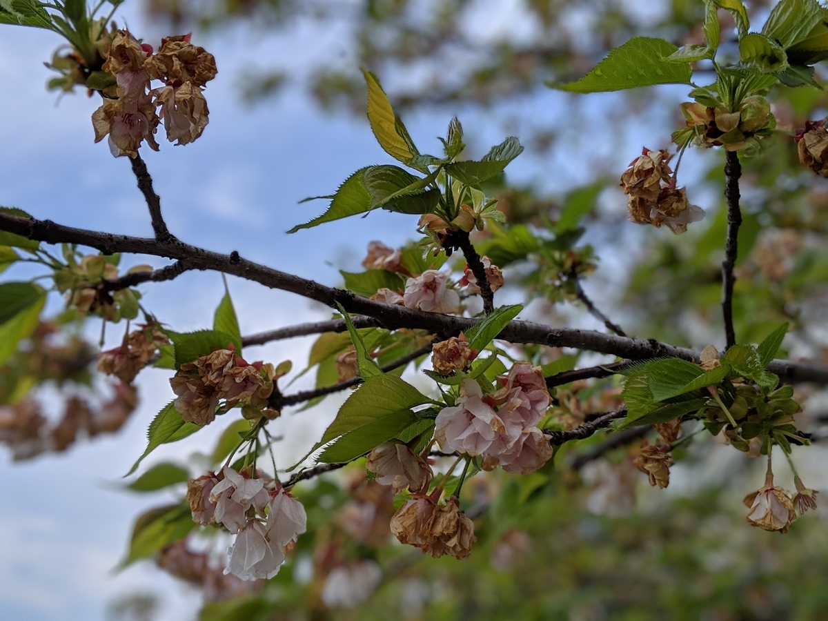 f:id:nullpo99:20190421093936j:plain f:id:nullpo99:20190421093936j:plain