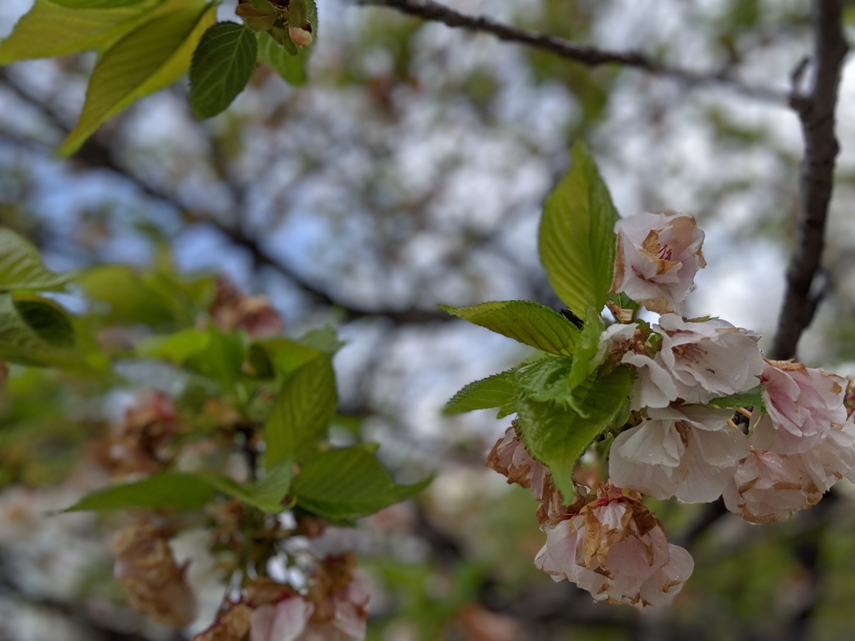 f:id:nullpo99:20190421093938j:plain f:id:nullpo99:20190421093938j:plain