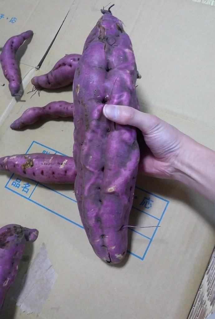 f:id:nullpobug:20181203023911j:plain