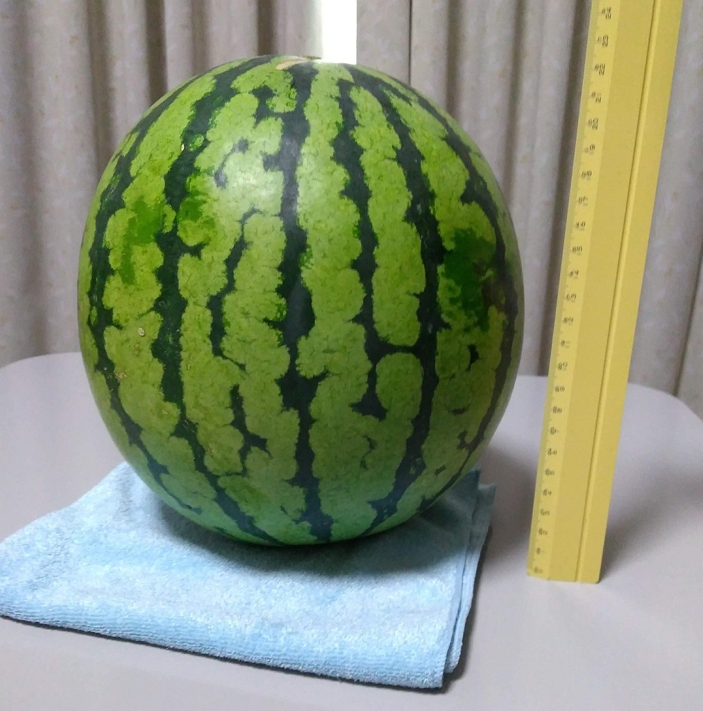 f:id:nullpobug:20181203023914j:plain