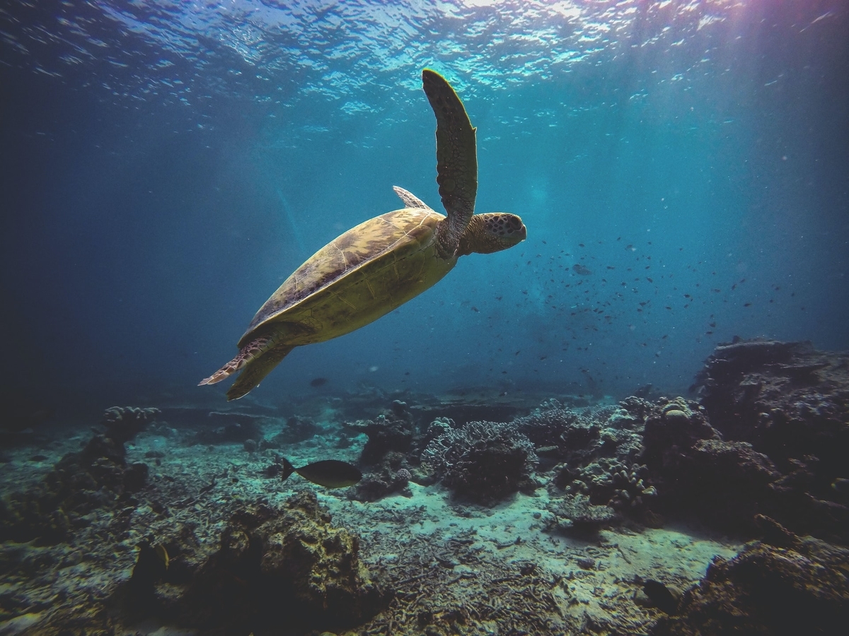 turtle