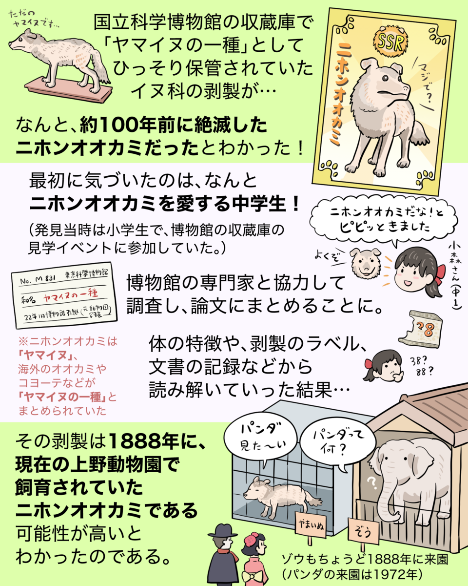 図解】博物館の剥製、ニホンオオカミだった！？ - 沼の見える街