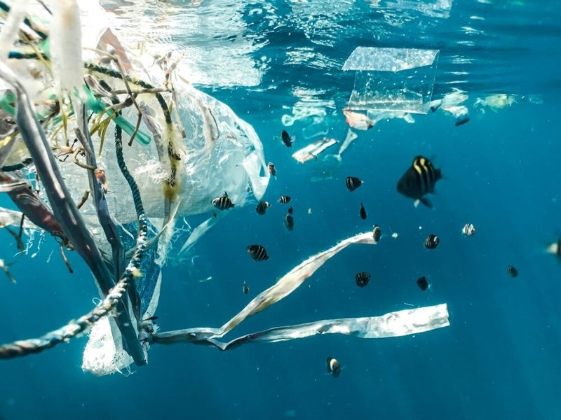 海の中に大量のプラスチックごみが漂っており、その近くに小さい魚も泳いでいる。