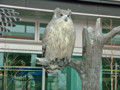 [釧路空港動物園][シマフクロウ]