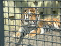 [090416釧路動物園][アムールトラ]