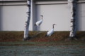 [091223タンチョウ幼鳥]