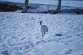 [091223雪のタンチョウ][幼鳥]