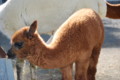 [121114釧路動物園アルパ]