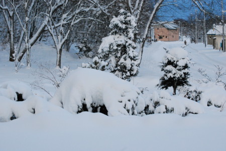 [121210雪に埋もれた庭木]