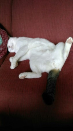 [181002大股開きのクルル]