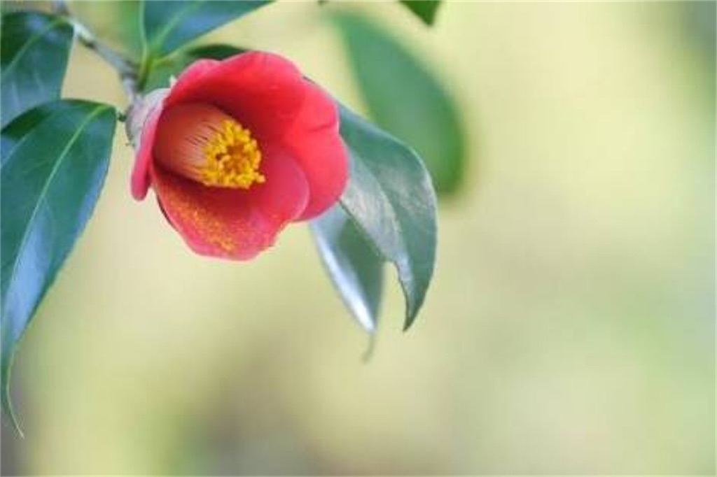 f:id:numeOL:20200131220839j:image