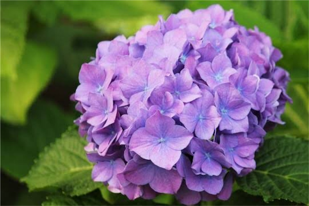 f:id:numeOL:20200606163036j:image