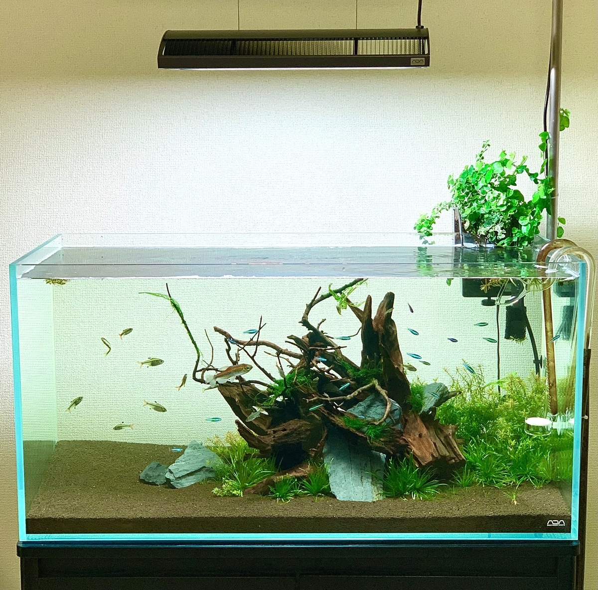基本の水槽レイアウト