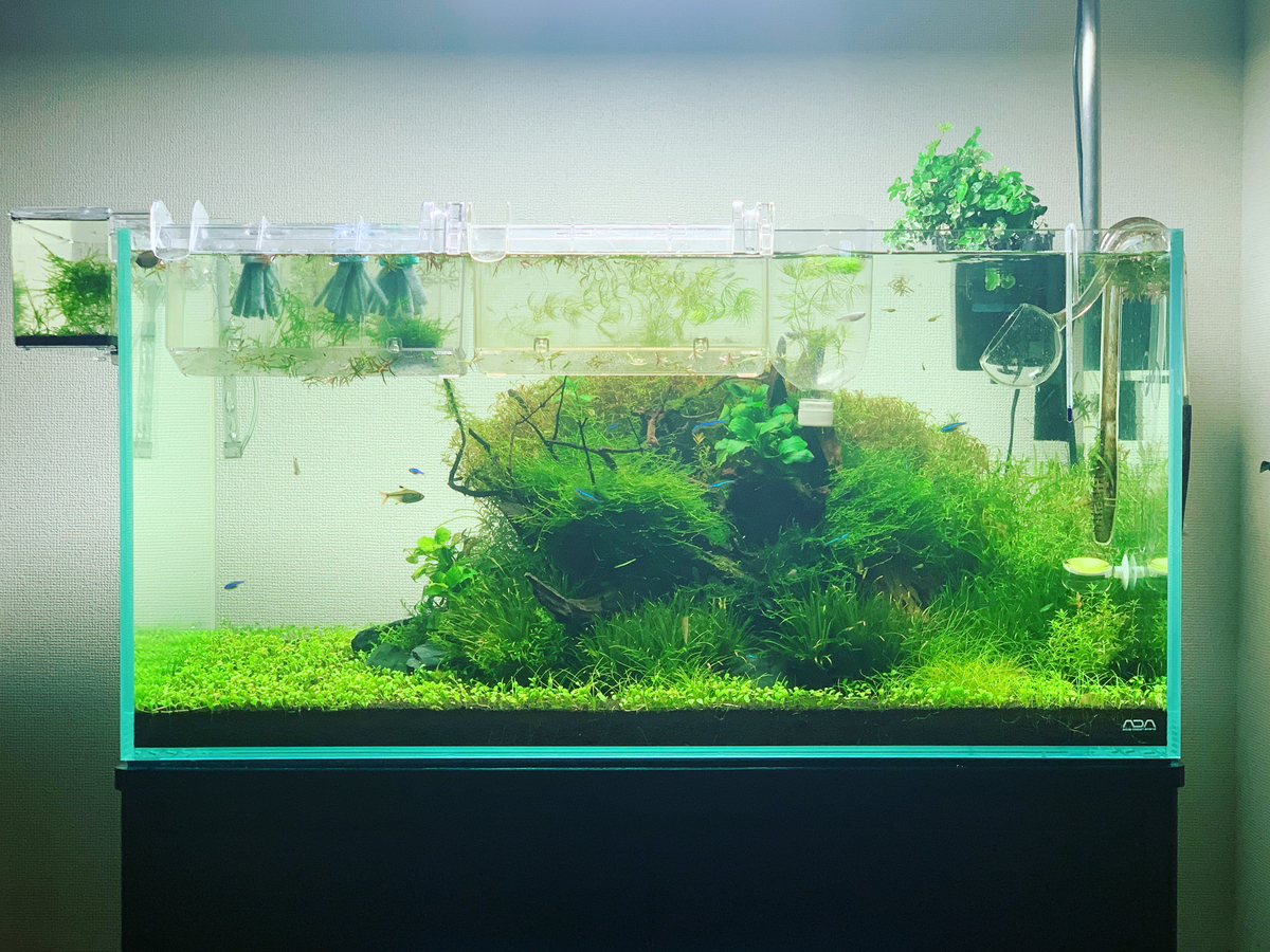 90cm水槽,水草