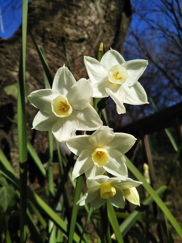 庭の白い水仙が開花 今年は順調 家庭科的生活 庭の白い水仙が開花 今年は順調 家庭科的生活