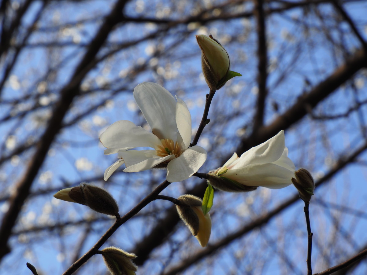 こぶしの花 家庭科的生活