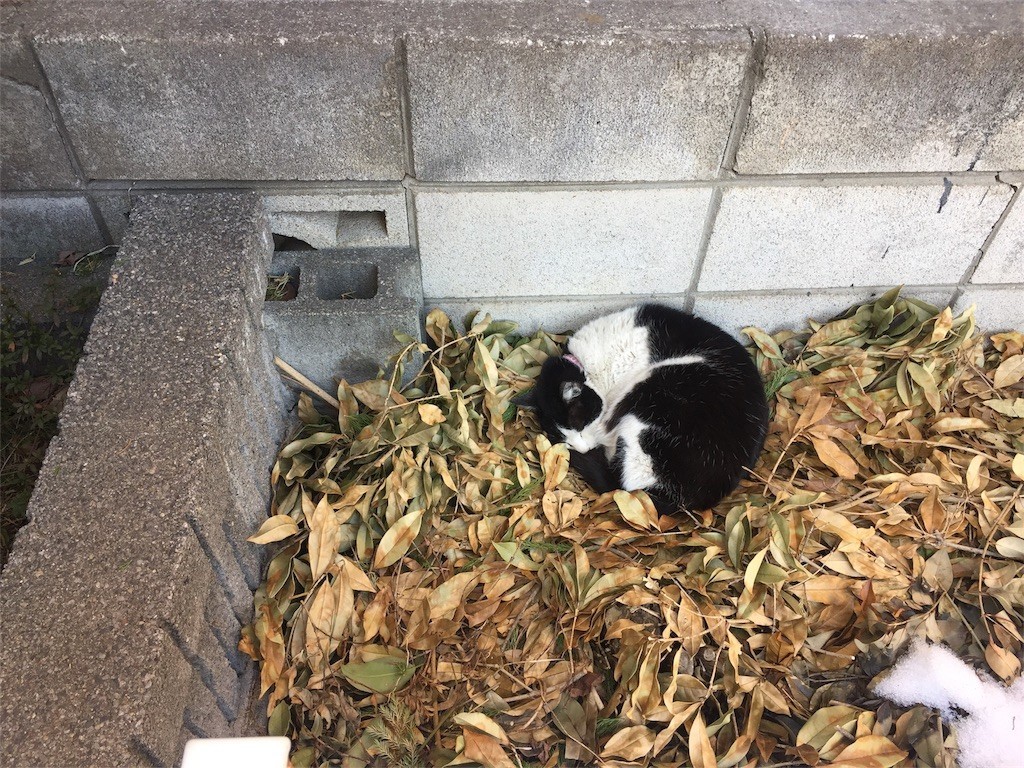 f:id:nununi:20180128092859j:image f:id:nununi:20180128092859j:image