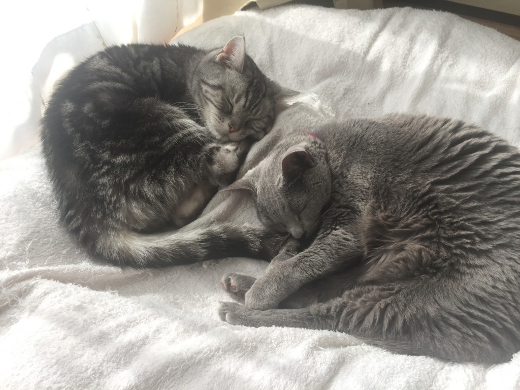 f:id:nununi:20180204125926j:plain f:id:nununi:20180204125926j:plain