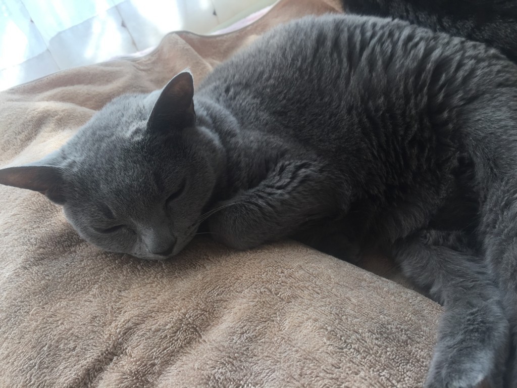 f:id:nununi:20180224144237j:plain f:id:nununi:20180224144237j:plain