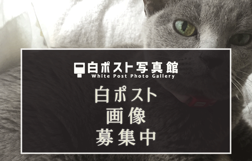 画像は我が家のネコ１号