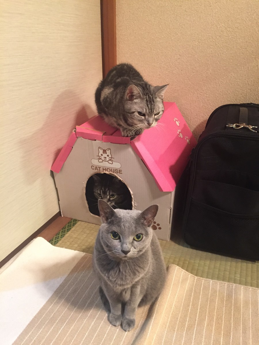 なごみ画像その２