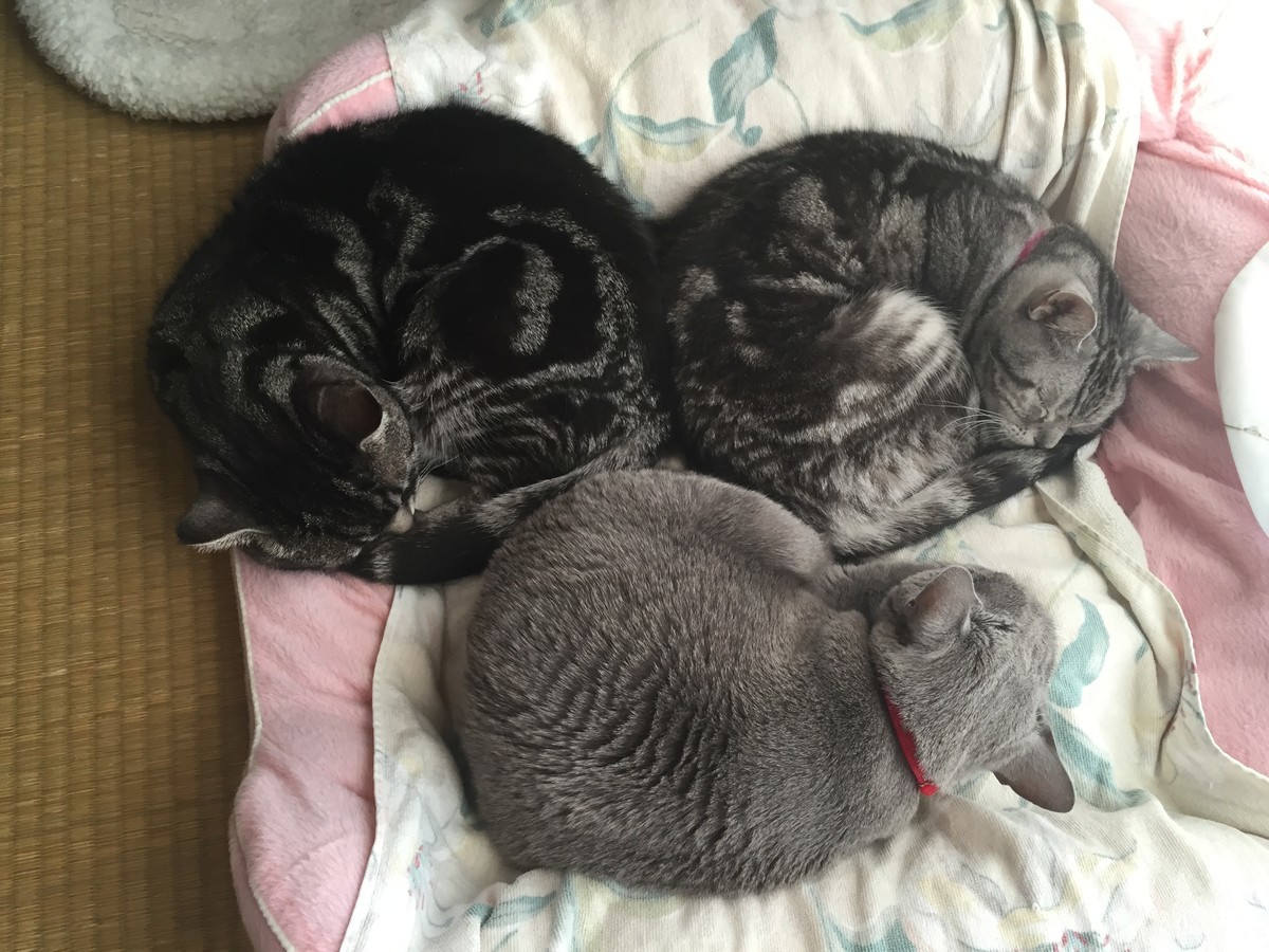 f:id:nununi:20200317234201j:plain