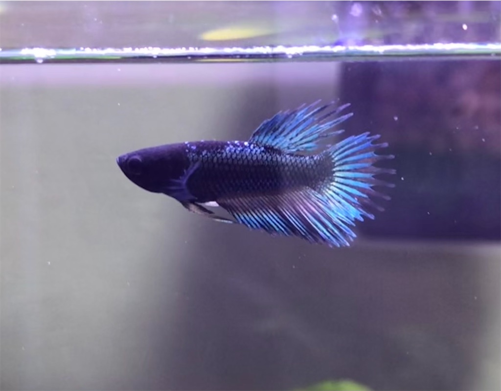 5 ベタ稚魚飼育記録(孵化後1.5ヶ月) - アクアリウム日記