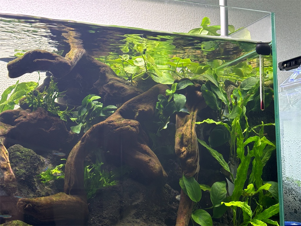 アマゾン川60㎝水槽と30㎝水槽の紹介 - アクアリウム日記