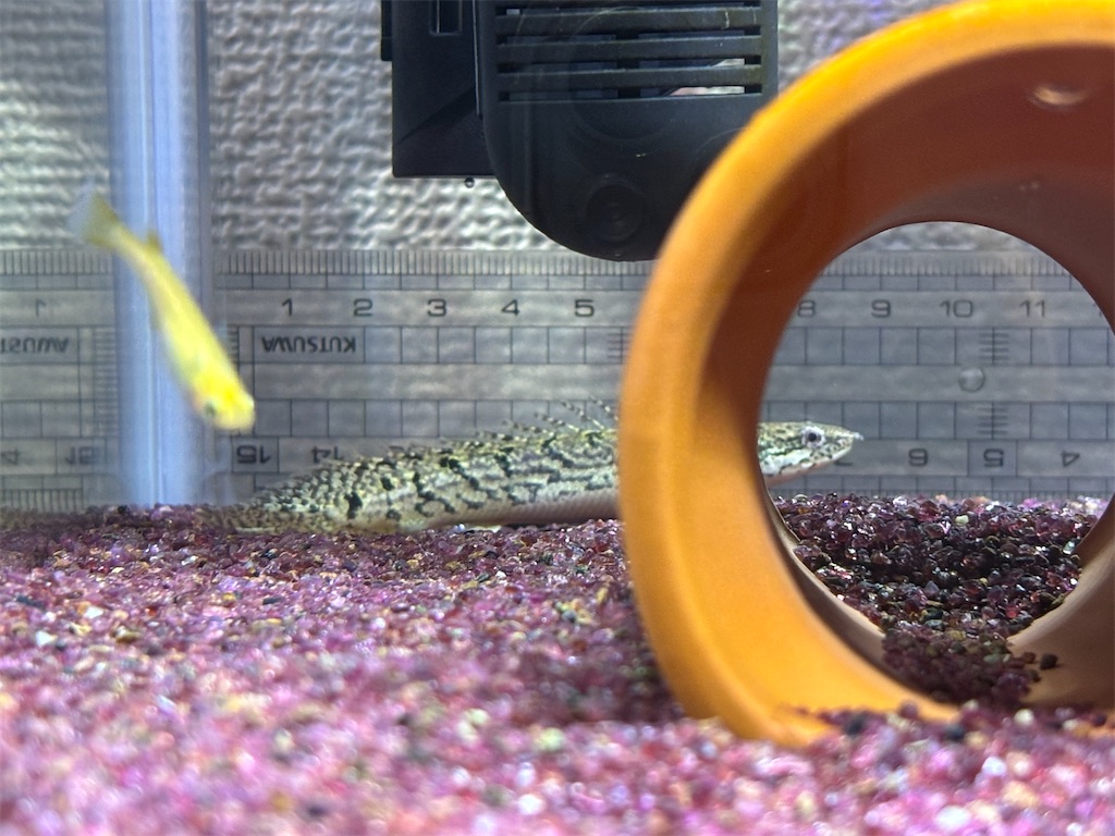 2 ポリプテルス飼育~デルヘッジ追加~ - アクアリウム日記