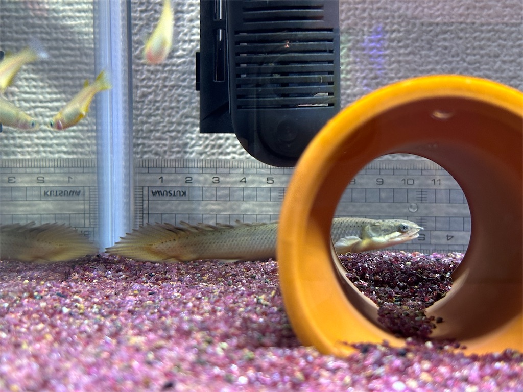 2 ポリプテルス飼育~デルヘッジ追加~ - アクアリウム日記