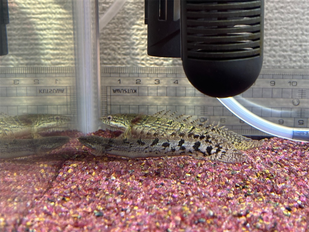 2 ポリプテルス飼育~デルヘッジ追加~ - アクアリウム日記