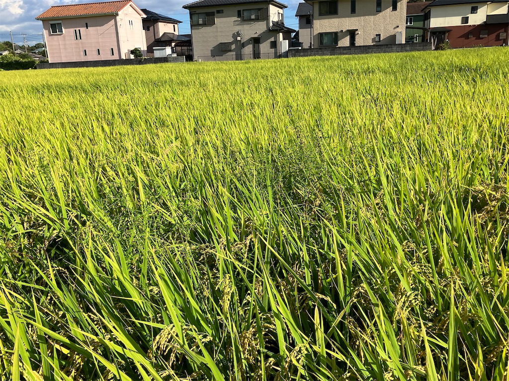 f:id:nurserynakamura:20260901193046j:image f:id:nurserynakamura:20260901193046j:image